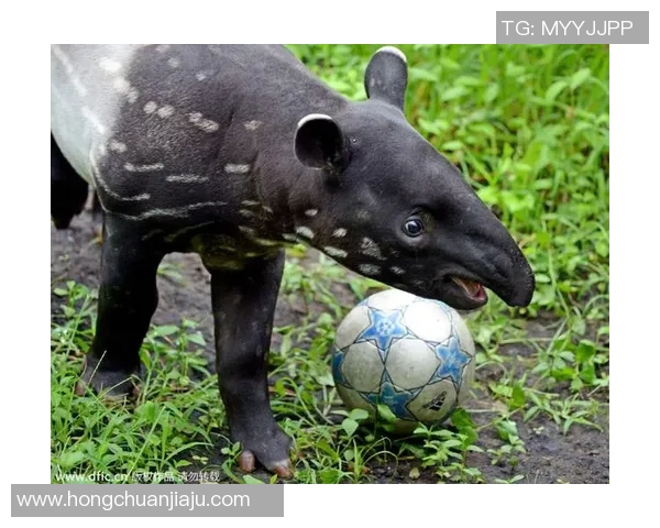 动物界的足球明星们如何在绿茵场上展现他们的独特魅力与才华